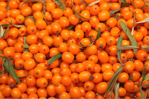 amika Ingredient Spotlight: Sea Buckthorn